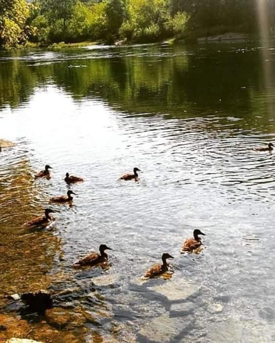 Flora&Fauna Bihać Exteriér fotografie